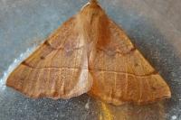 Colotois pennaria