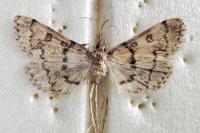 Metasia cyrnealis