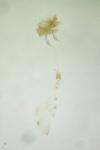 Metasia cyrnealis