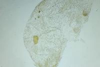 Metasia cyrnealis