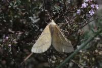 Aspitates ochrearia
