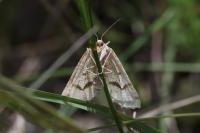 Aspitates ochrearia