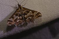 Diasemia reticularis