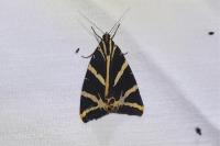 Euplagia quadripunctaria