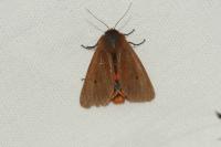 Phragmatobia fuliginosa