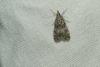 Eudonia lacustrata