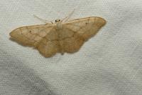 Idaea aversata