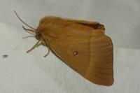 Lasiocampa quercus quercus