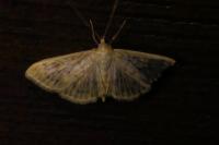 Patania ruralis