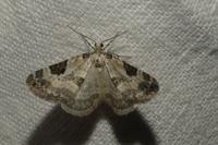 Perizoma blandiata