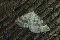 Scotopteryx bipunctaria