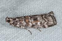 Dioryctria sylvestrella