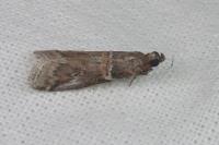 Acrobasis bithynella