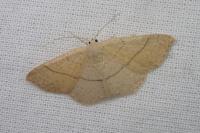Cyclophora suppunctaria