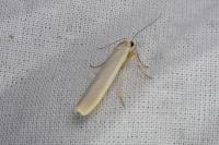 Eilema caniola