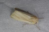 Mythimna litoralis