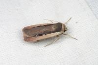 Ochropleura leucogaster