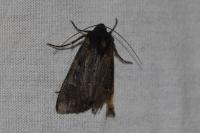 Aporophyla nigra