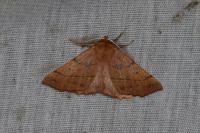 Colotois pennaria