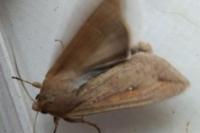 Mythimna unipuncta