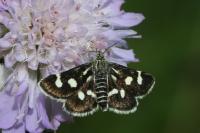 Eurrhypis pollinalis