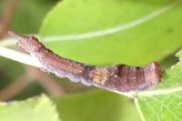 Cilix