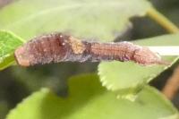 Cilix