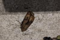 Agrotis ipsilon