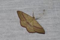Rhodostrophia vibicaria