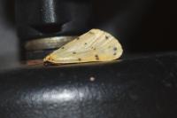 Setina irrorella irrorella