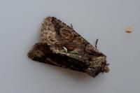Allophyes oxyacanthae