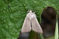 Mythimna sicula