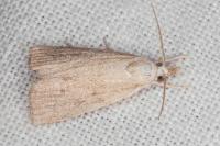 Calamotropha paludella