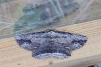 Menophra abruptaria