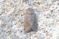 Orthosia cerasi