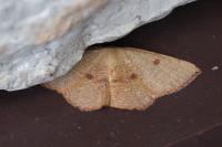 Cyclophora puppillaria