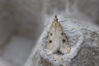 Udea numeralis