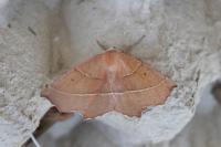 Gerinia honoraria