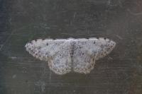 Scopula submutata roseonitens