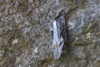 Harpyia milhauseri
