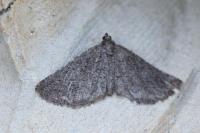 Rhoptria asperaria