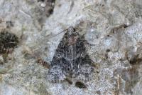 Craniophora ligustri
