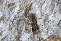 Callopistria latreillei