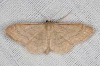 Idaea