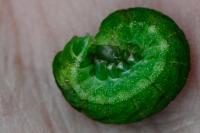 Phlogophora meticulosa