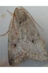 Leptologia lota