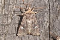 Dryobota labecula