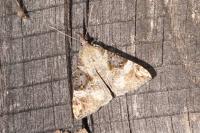 Hypena obsitalis