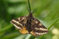 Lythria plumularia