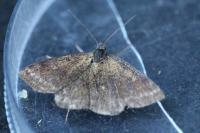 Phytometra viridaria